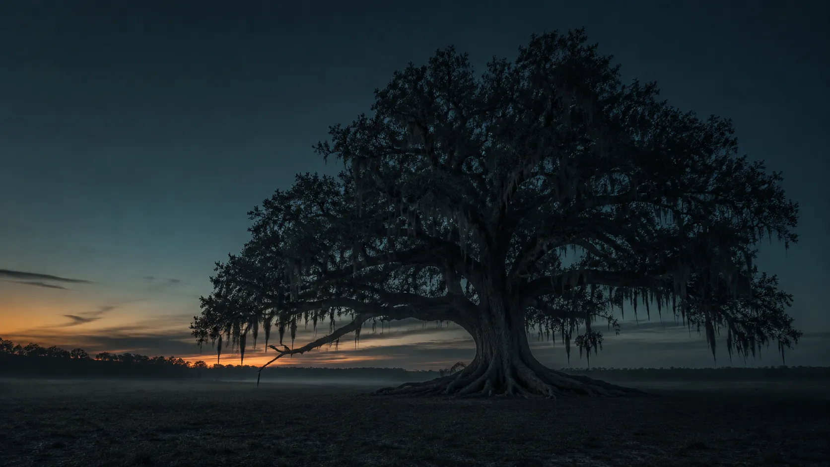 A solitary ancient Florida live oak at dawn, its roots spread wide into the dark earth